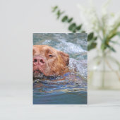 Carte Postale Baignade de chien (Debout devant)