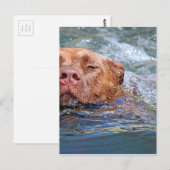 Carte Postale Baignade de chien (Devant / Derrière)