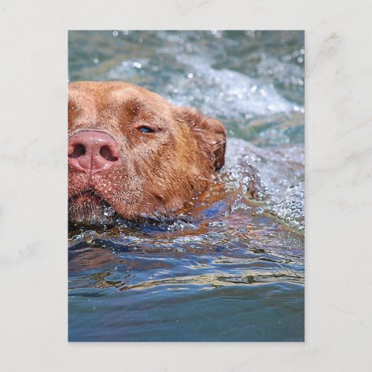 Carte Postale Baignade de chien (Devant)