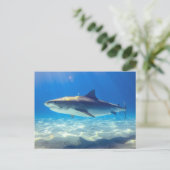 Carte Postale Baignade de requins Eau bleu de l'océan (Debout devant)