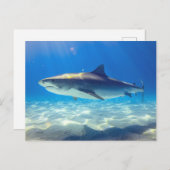 Carte Postale Baignade de requins Eau bleu de l'océan (Devant / Derrière)