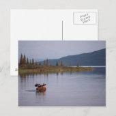 Carte Postale Baignade d'orignal dans le lac (Devant / Derrière)