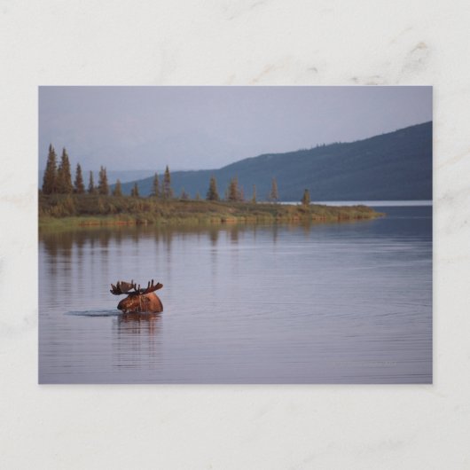 Carte Postale Baignade d'orignal dans le lac (Devant)