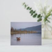 Carte Postale Baignade d'orignal dans le lac (Debout devant)