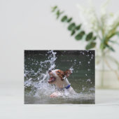 Carte Postale Baignade Puppy Splashing (Debout devant)