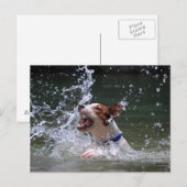 Carte Postale Baignade Puppy Splashing (Devant / Derrière)