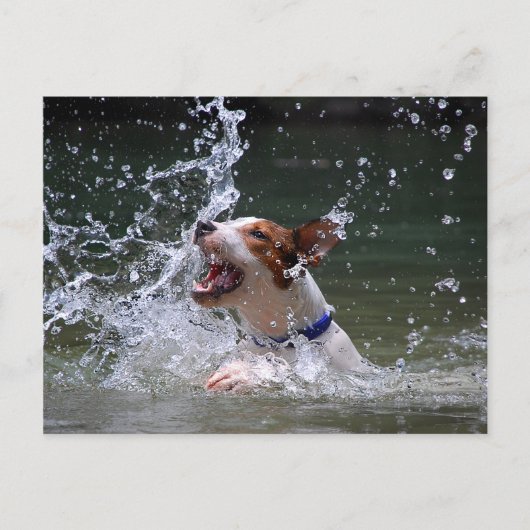 Carte Postale Baignade Puppy Splashing (Devant)