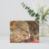 Carte Postale bain de chat (Debout devant)