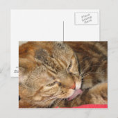 Carte Postale bain de chat (Devant / Derrière)