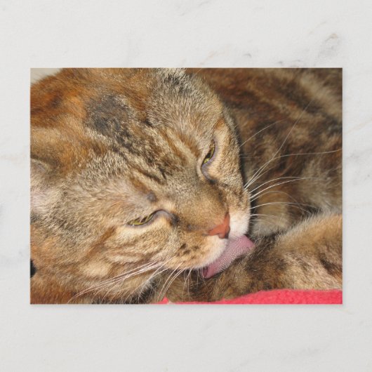 Carte Postale bain de chat (Devant)