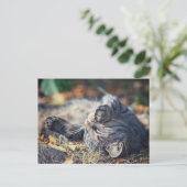 Carte Postale Bain de soleil de chat (Debout devant)