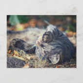 Carte Postale Bain de soleil de chat (Devant)