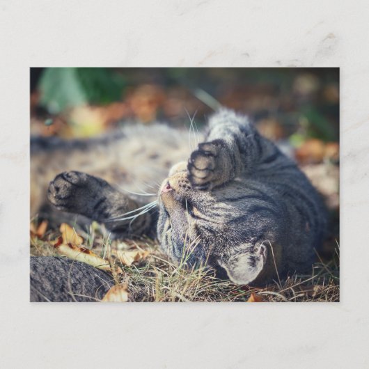 Carte Postale Bain de soleil de chat (Devant)