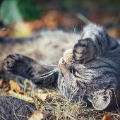 Carte Postale Bain de soleil de chat