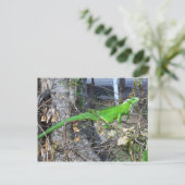 Carte Postale Bain de soleil Iguana à La Romain, Trinidad du sud (Debout devant)