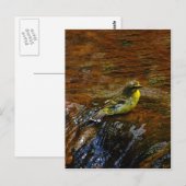 Carte Postale Bain d'oiseau canari jaune (Devant / Derrière)