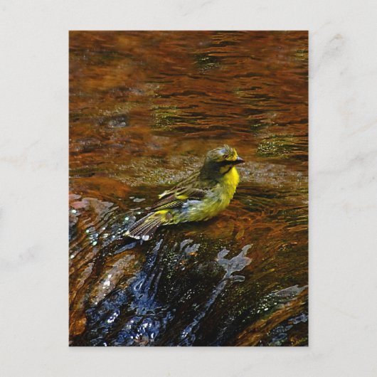 Carte Postale Bain d'oiseau canari jaune (Devant)
