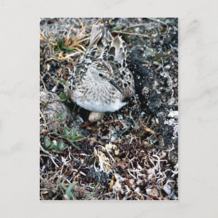 Carte Postale Baird's Sandpiper on Nest