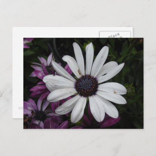 Carte Postale Baise blanche (Devant / Derrière)