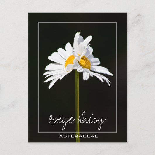 Carte Postale Baise blanche à double tête | Photo Oxeye Daisy (Devant)