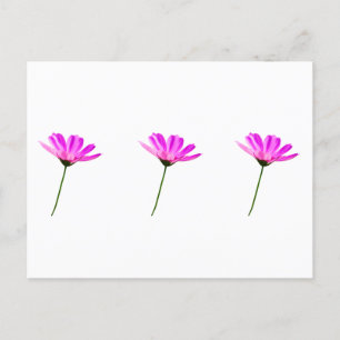 Carte Postale Baise rose