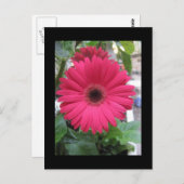 Carte Postale Baise rose (Devant / Derrière)