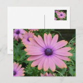 Carte Postale Baise rose (Devant / Derrière)