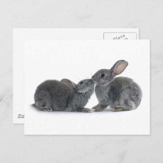 Carte Postale Baiser de lapin (Devant / Derrière)