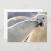 Carte Postale Baiser de l'ours polaire (Devant / Derrière)