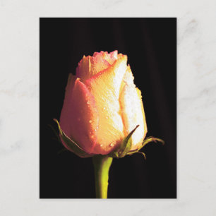 Carte Postale Baiser de pluie