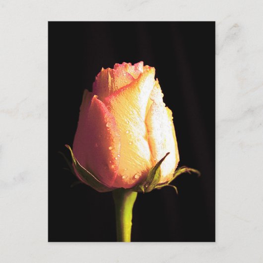 Carte Postale Baiser de pluie (Devant)