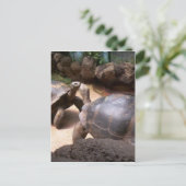 Carte Postale Baiser de tortue géante (Debout devant)