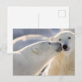 Carte Postale Baiser d'ours polaire (Devant / Derrière)