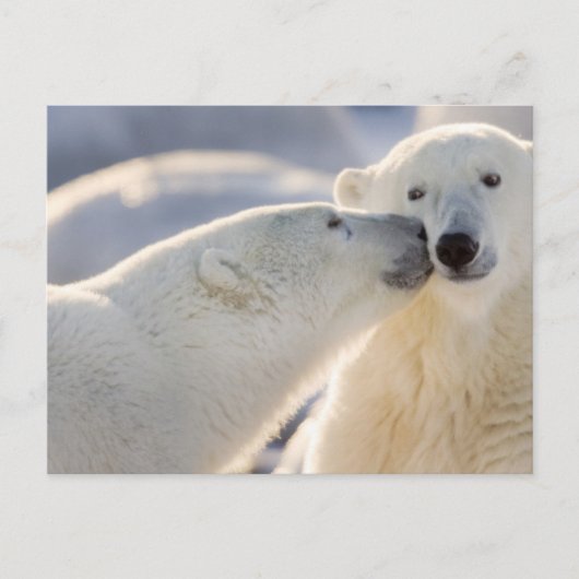 Carte Postale Baiser d'ours polaire (Devant)