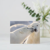 Carte Postale Baiser d'ours polaire (Debout devant)