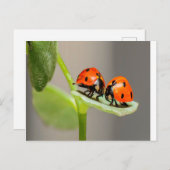 Carte Postale Baiser Ladybugs (Devant / Derrière)