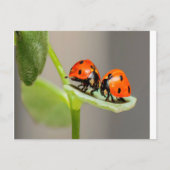 Carte Postale Baiser Ladybugs (Devant)