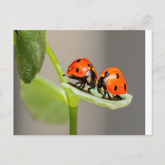 Carte Postale Baiser Ladybugs (Devant)