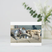 Carte Postale Baisers carlins (Debout devant)