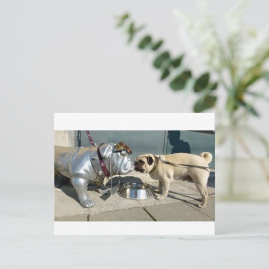 Carte Postale Baisers carlins (Debout devant)