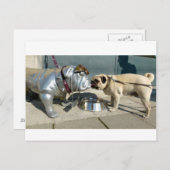 Carte Postale Baisers carlins (Devant / Derrière)