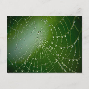 Carte Postale Baisses de rosée
