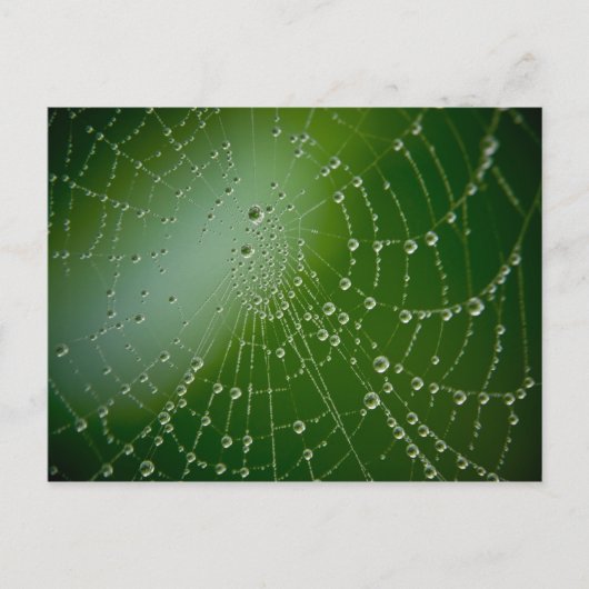 Carte Postale Baisses de rosée (Devant)