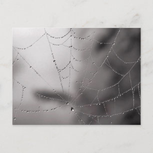 Carte Postale Baisses de Web