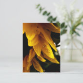 Carte Postale Baisses Sun (Debout devant)