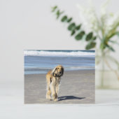 Carte Postale Balade de Saluki sur la plage (Debout devant)