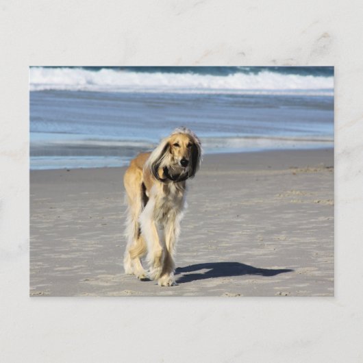 Carte Postale Balade de Saluki sur la plage (Devant)