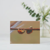 Carte postale Balancing Ladybugs Nature Photocard (Debout devant)