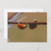 Carte postale Balancing Ladybugs Nature Photocard (Devant / Derrière)
