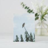 Carte Postale Balbuzard pêcheur 9028 (Debout devant)